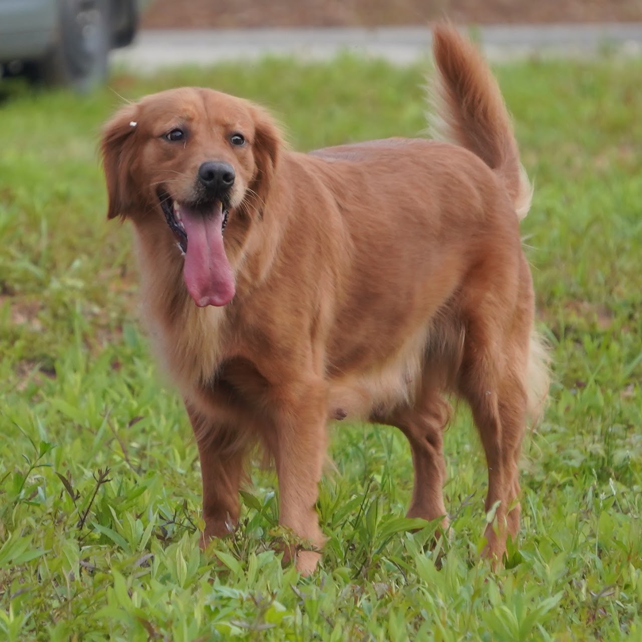 Gypsy standing happily in the grass