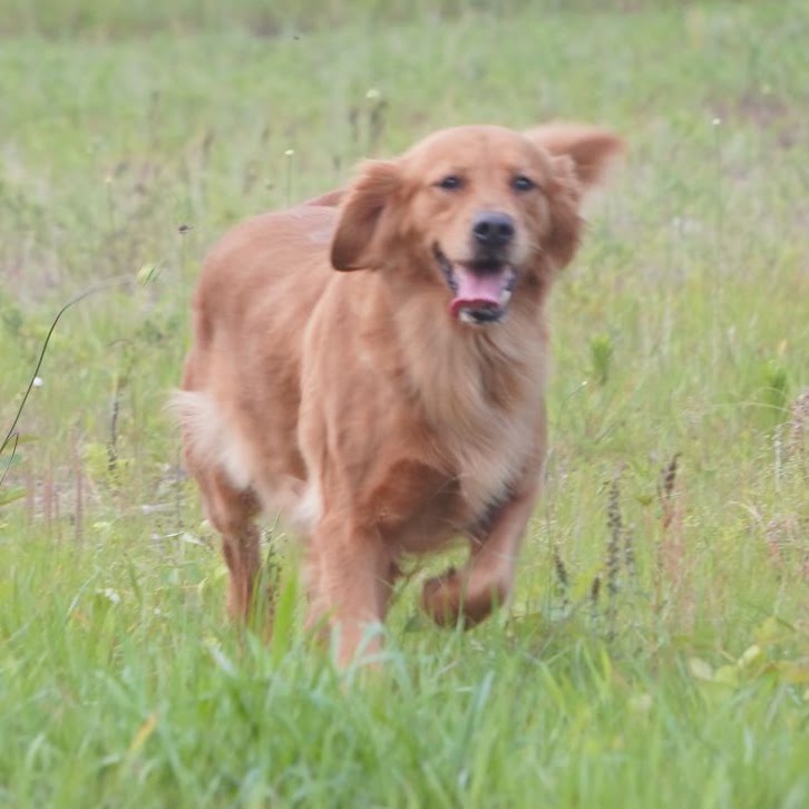 Gypsy running through a field