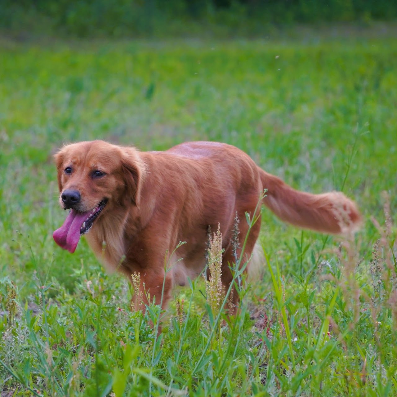 Gypsy exploring a grassy field