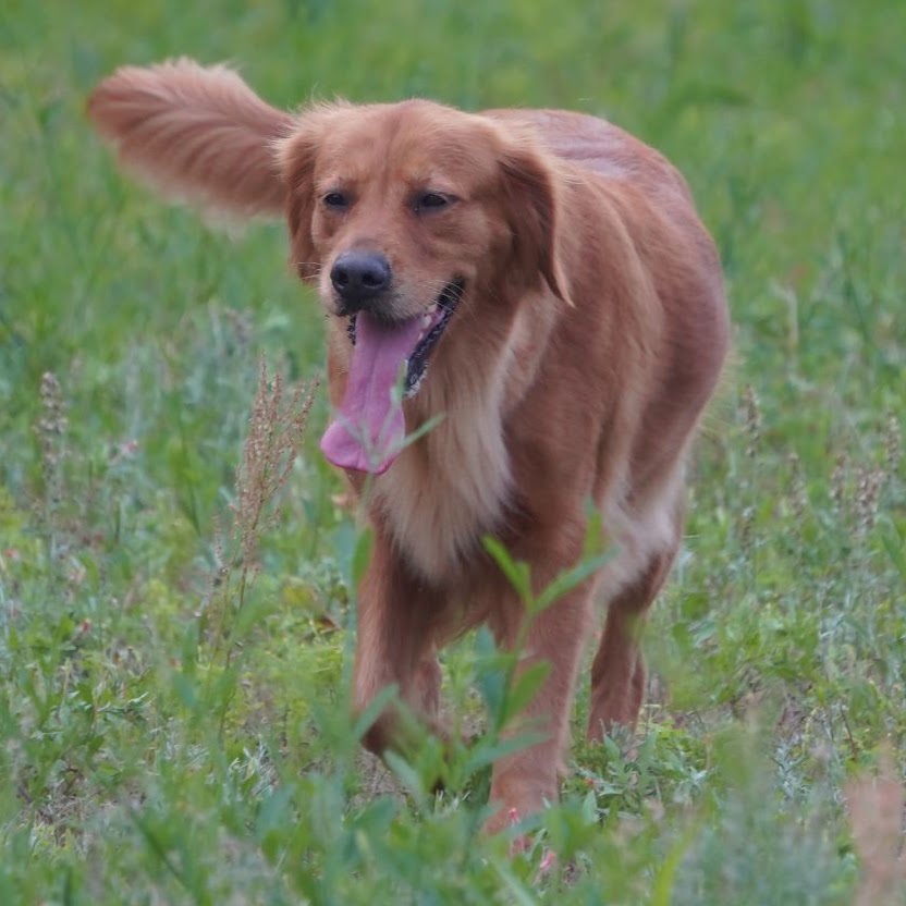 Gypsy smiling in a grassy field