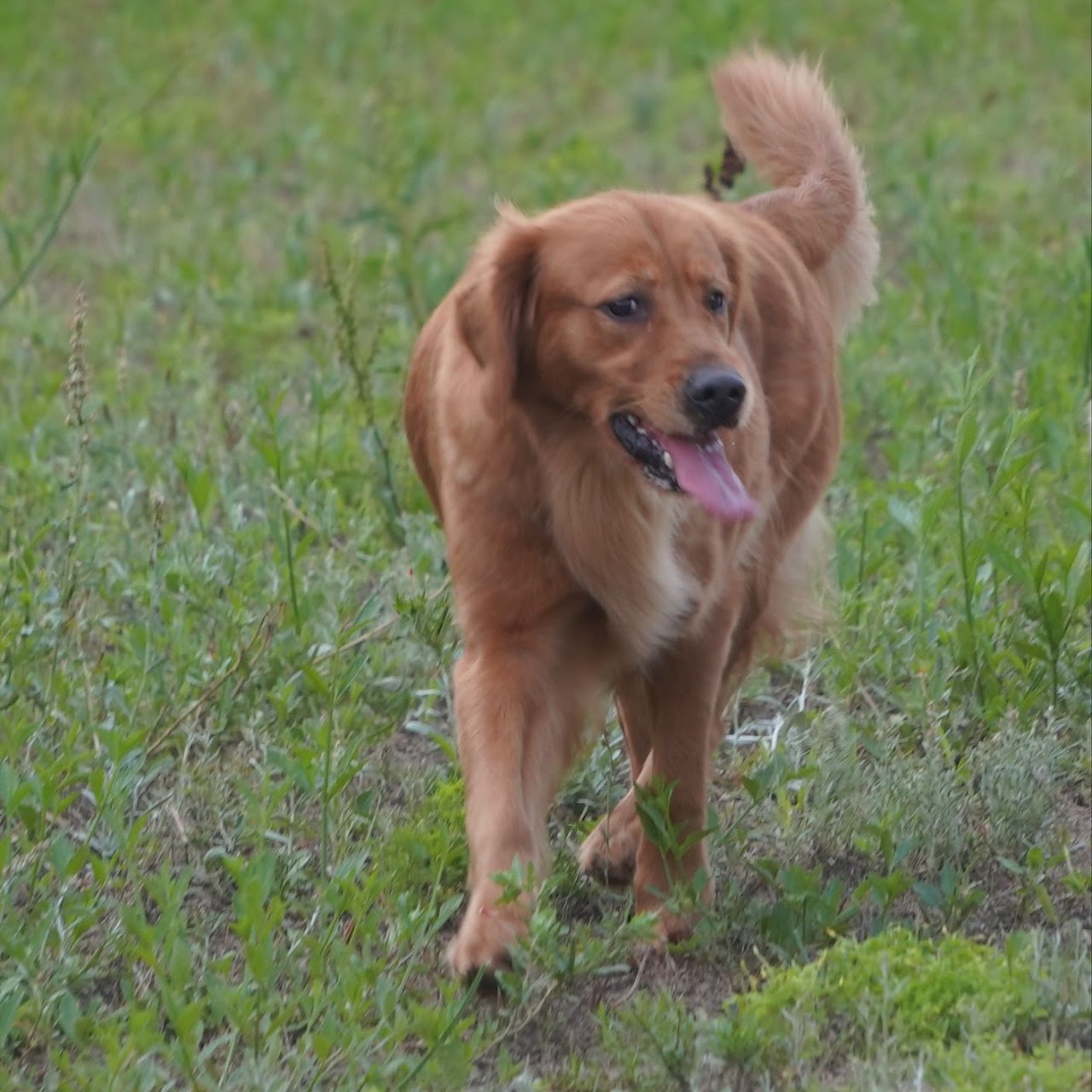 Gypsy walking through a field