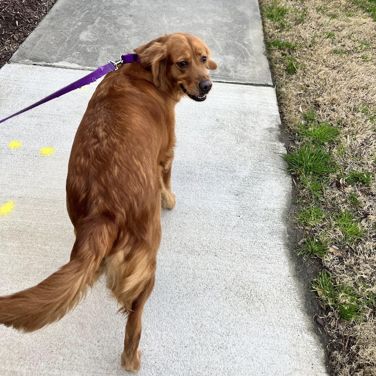 Gypsy looking back during a walk