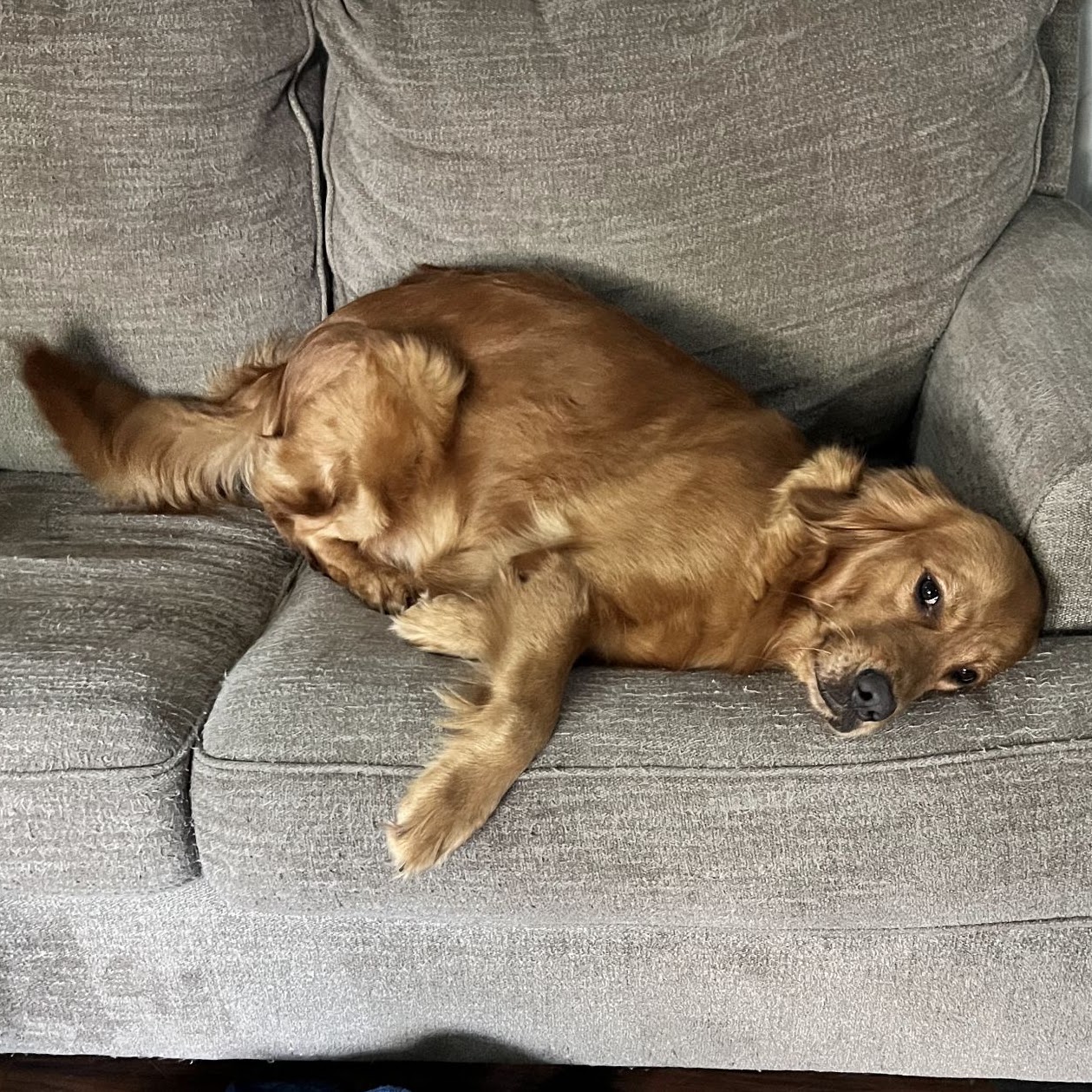 Gypsy curled up on the couch