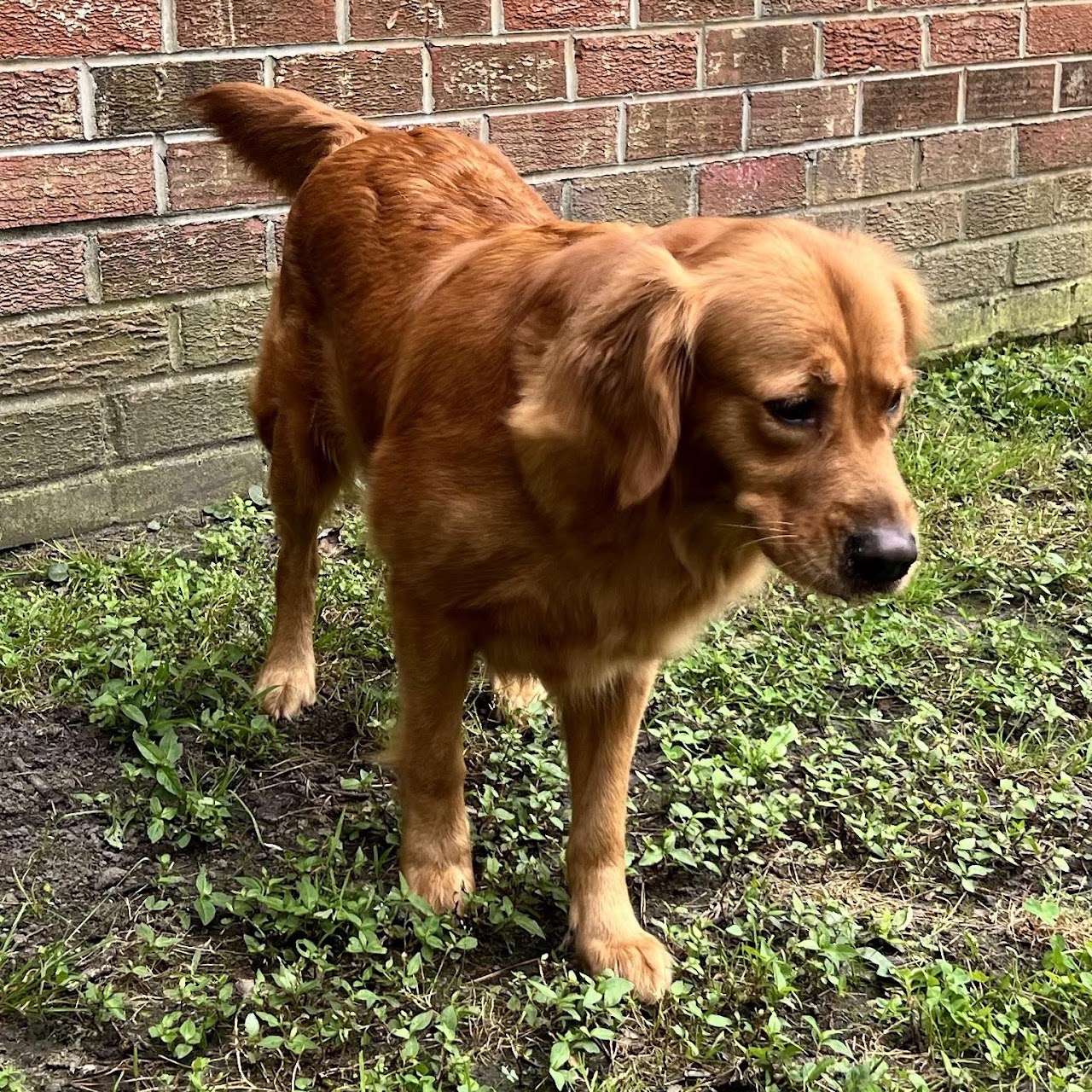 Gypsy standing outdoors