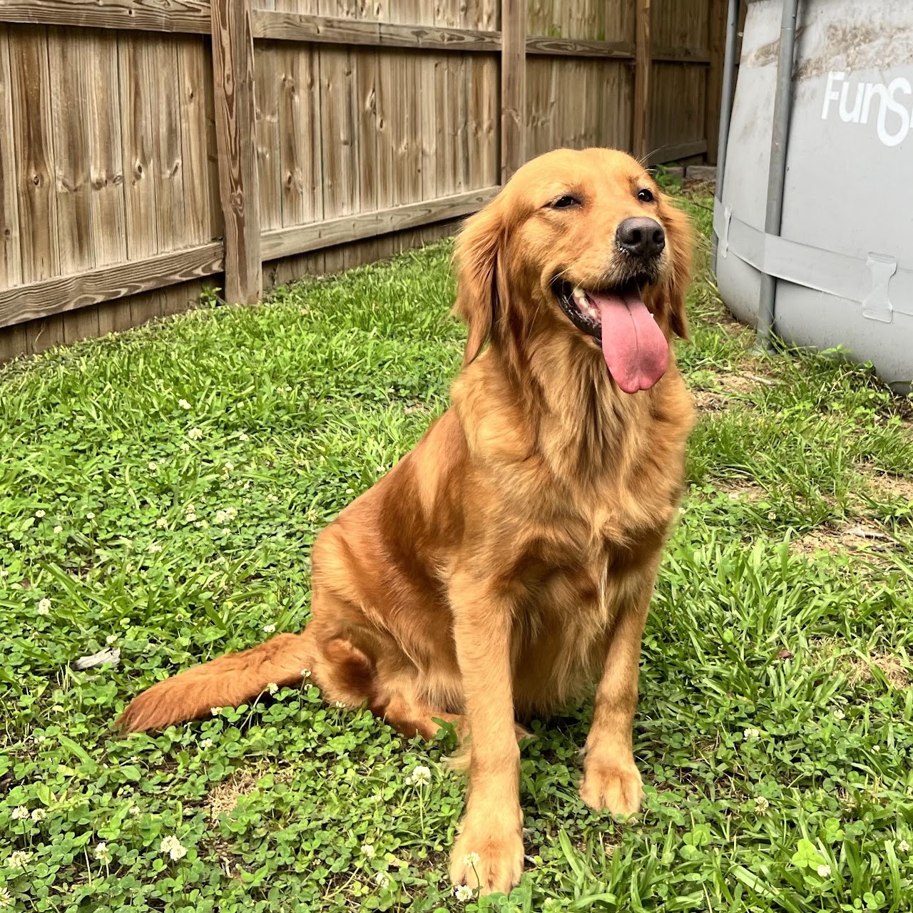 Gypsy sitting in the yard