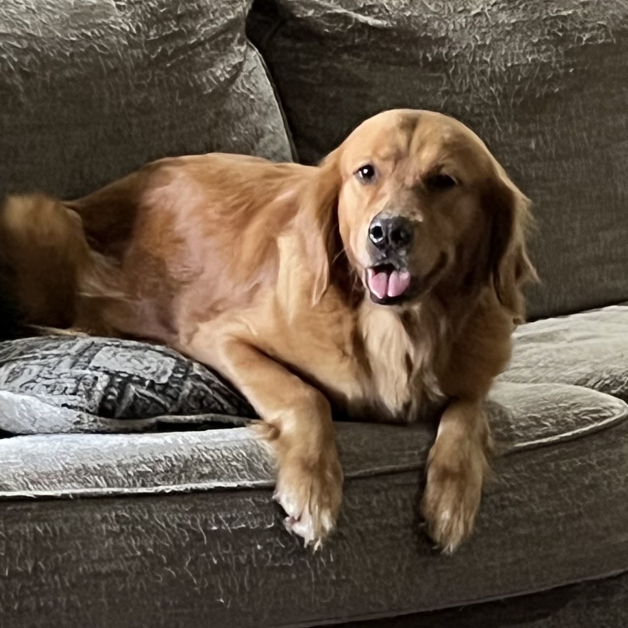 Gypsy relaxing on the couch