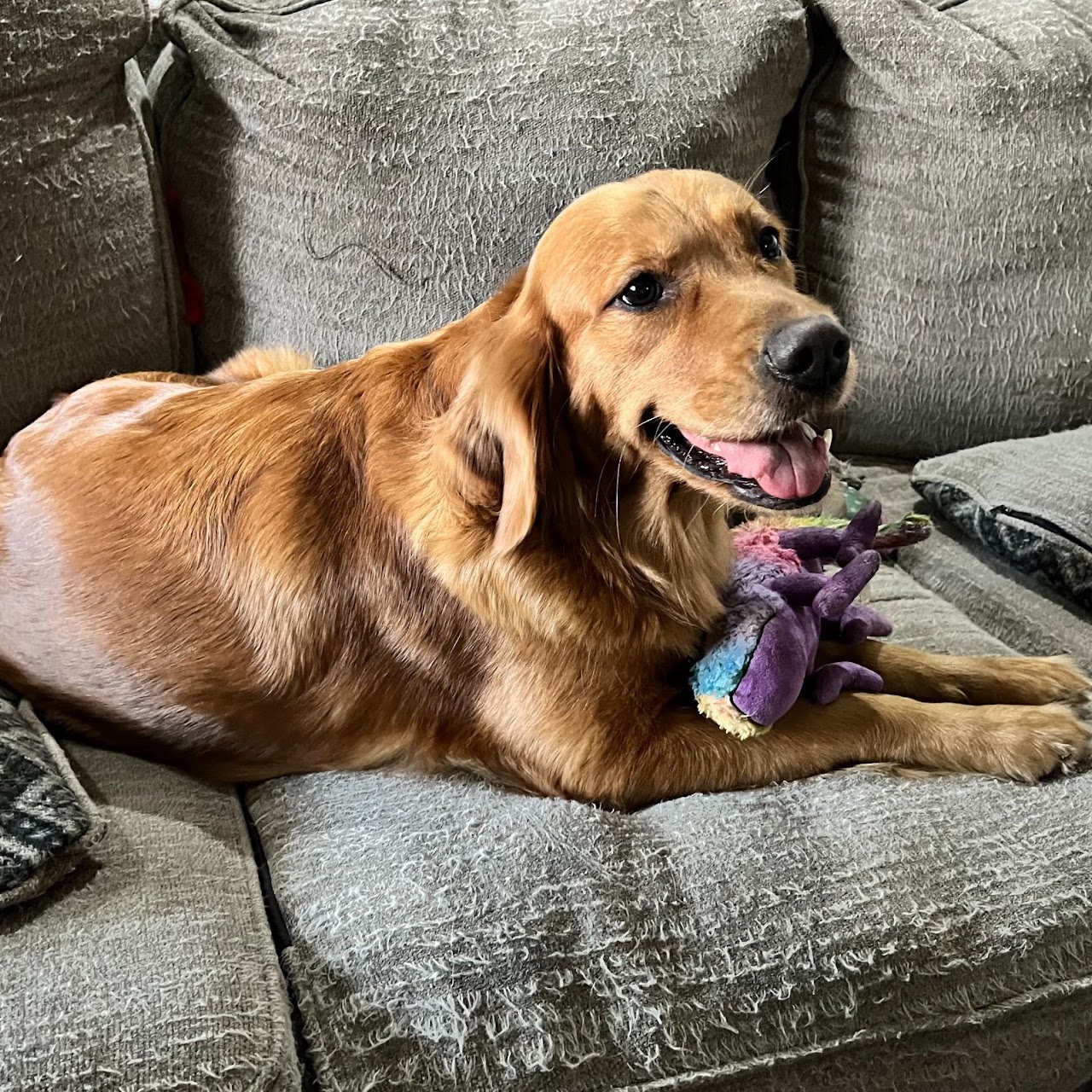 Gypsy with her favorite toy