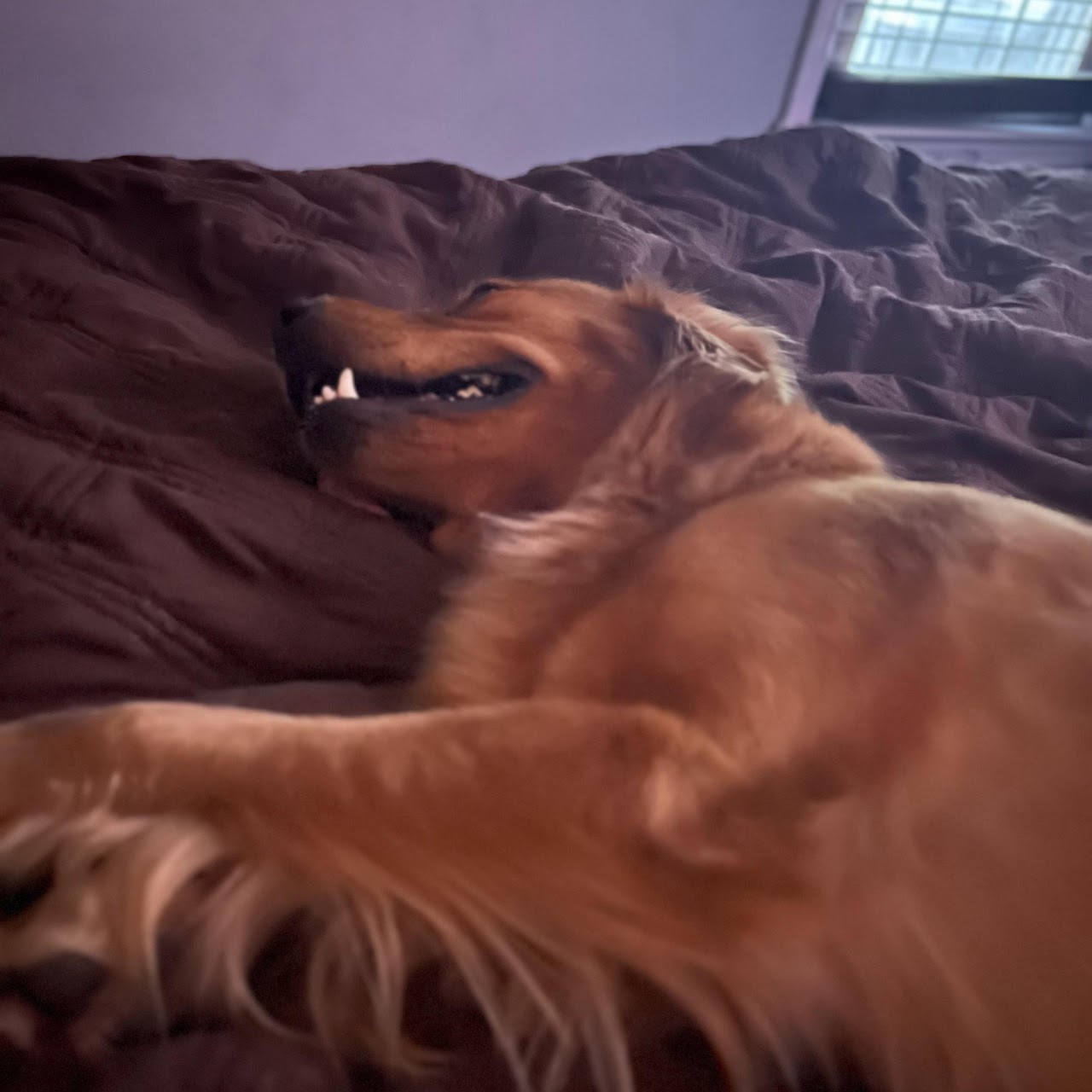 Gypsy relaxing on a bed