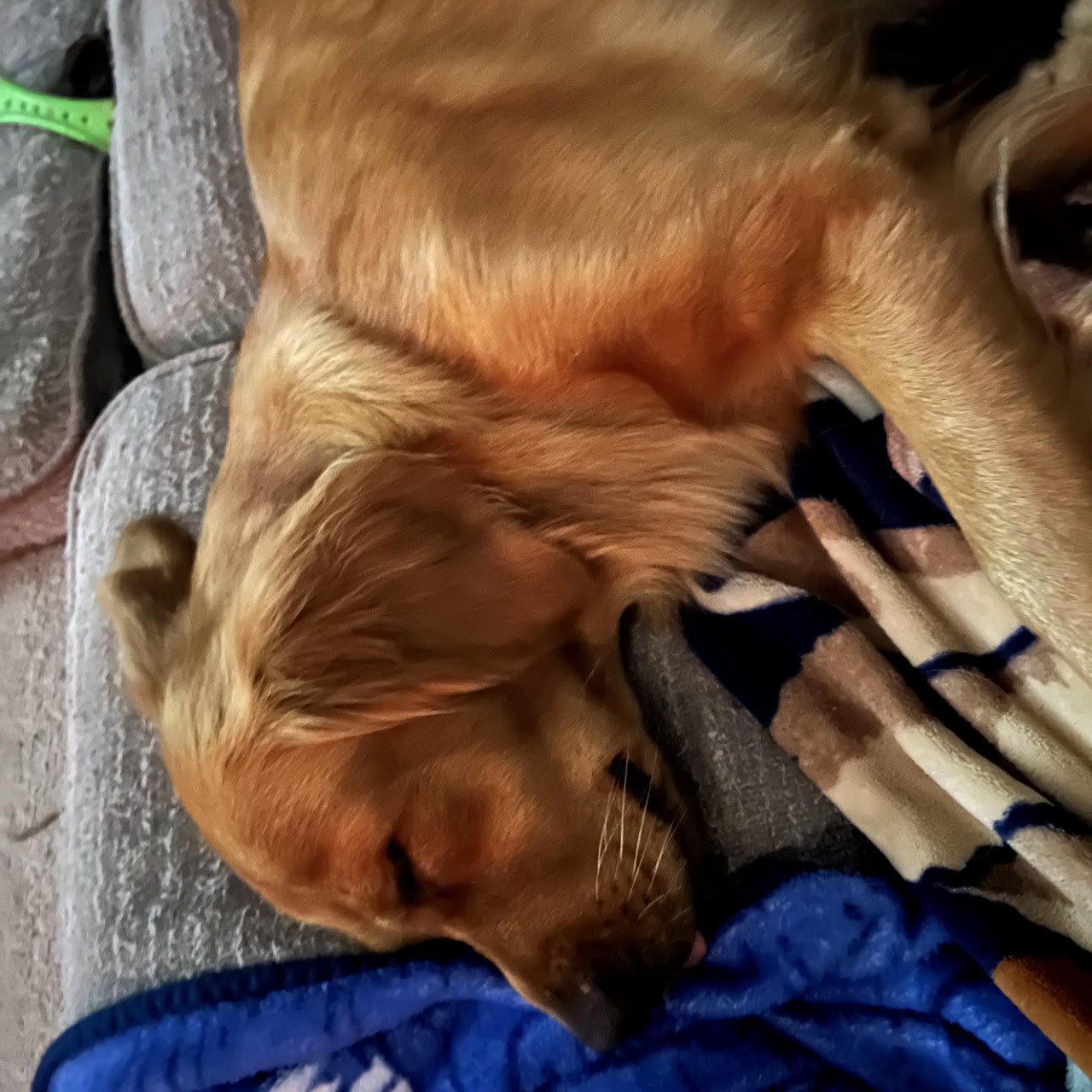 Gypsy sleeping under a blanket