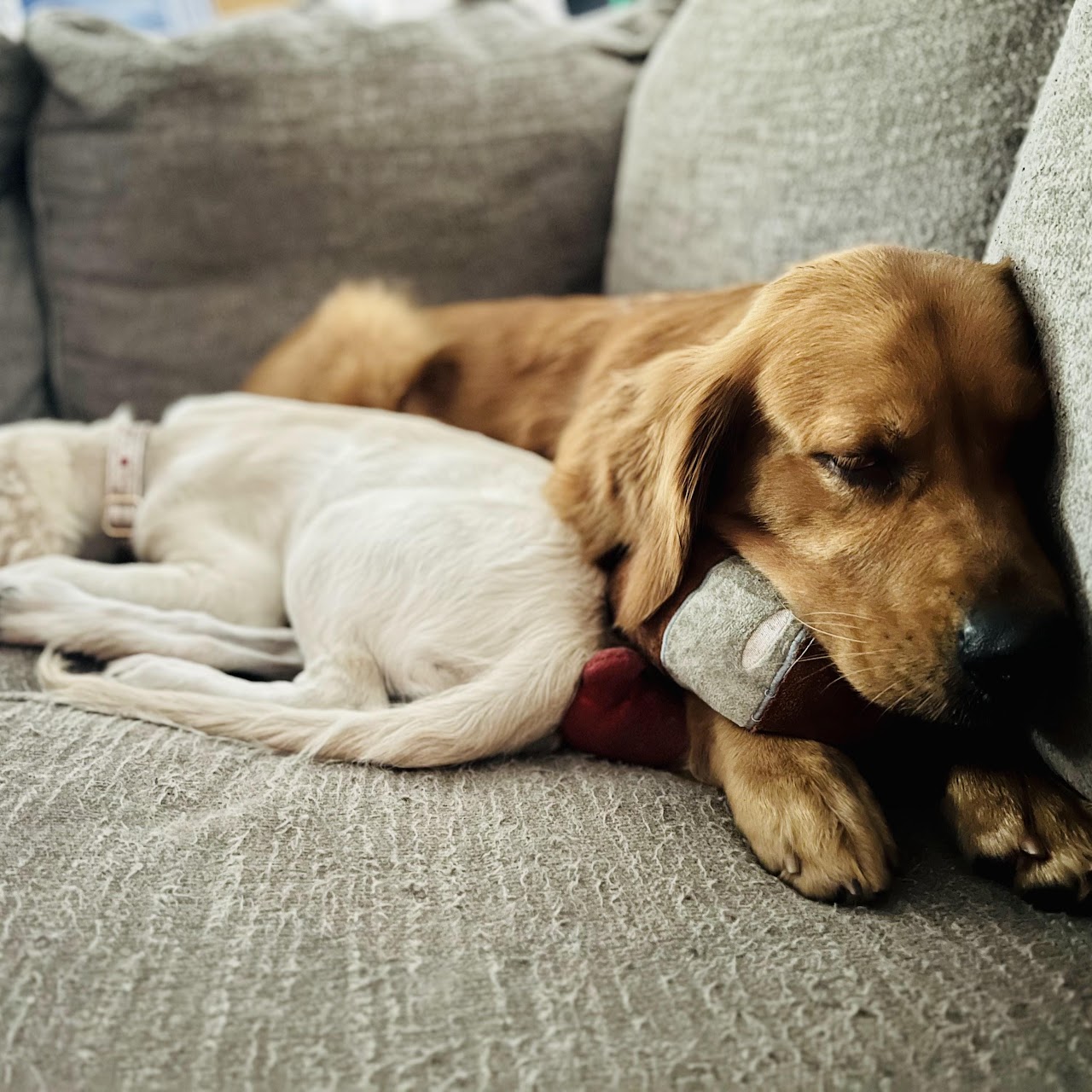 Gypsy napping with another dog