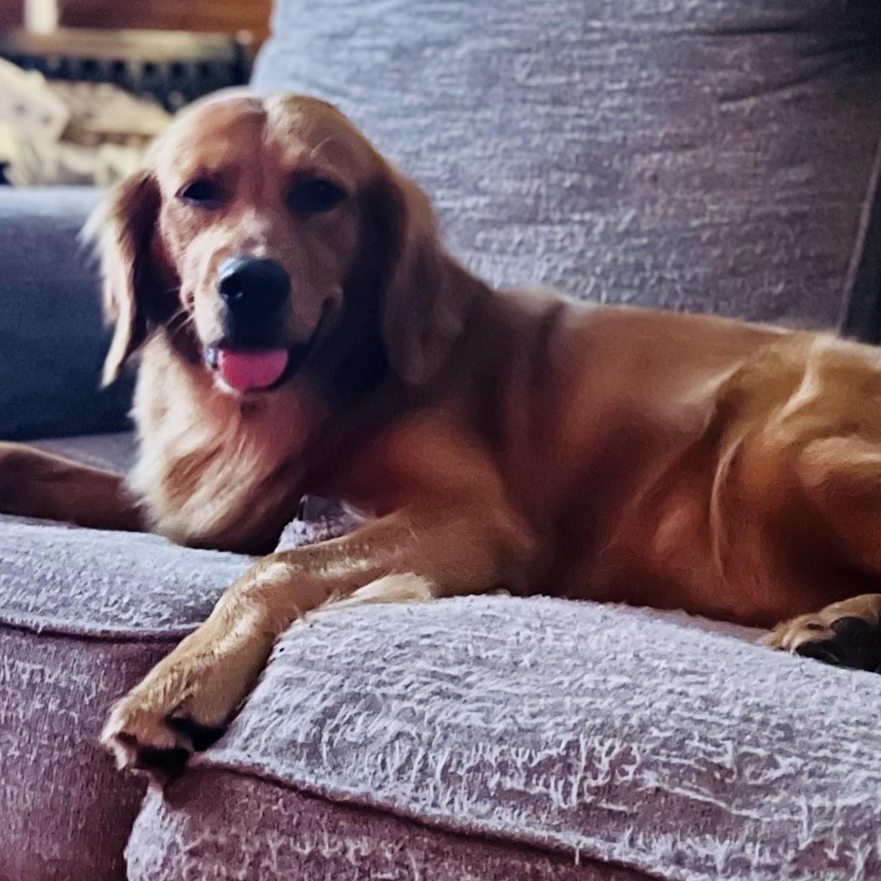 Gypsy relaxing on the couch