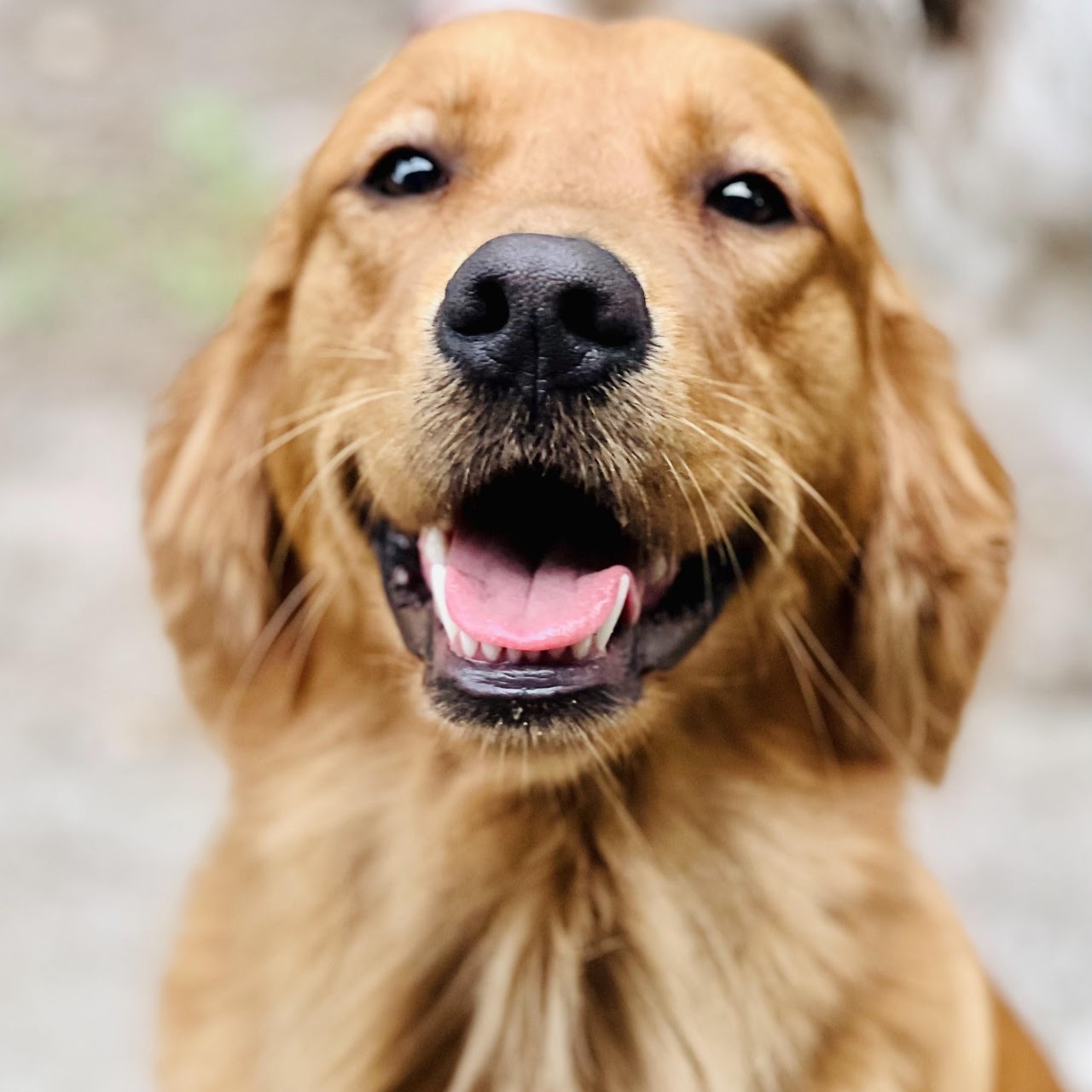 Smiling close-up portrait of Gypsy