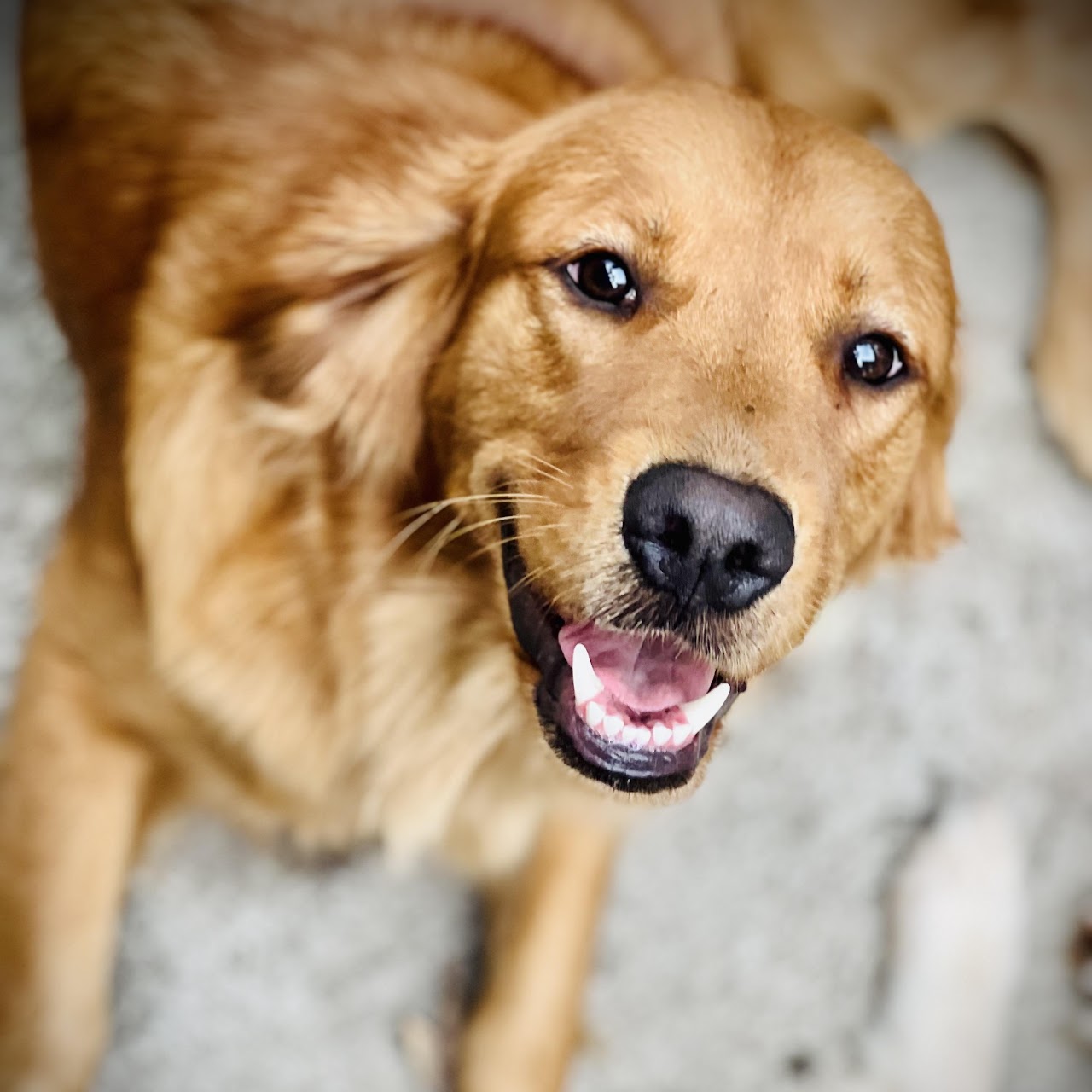 Happy close-up portrait of Gypsy