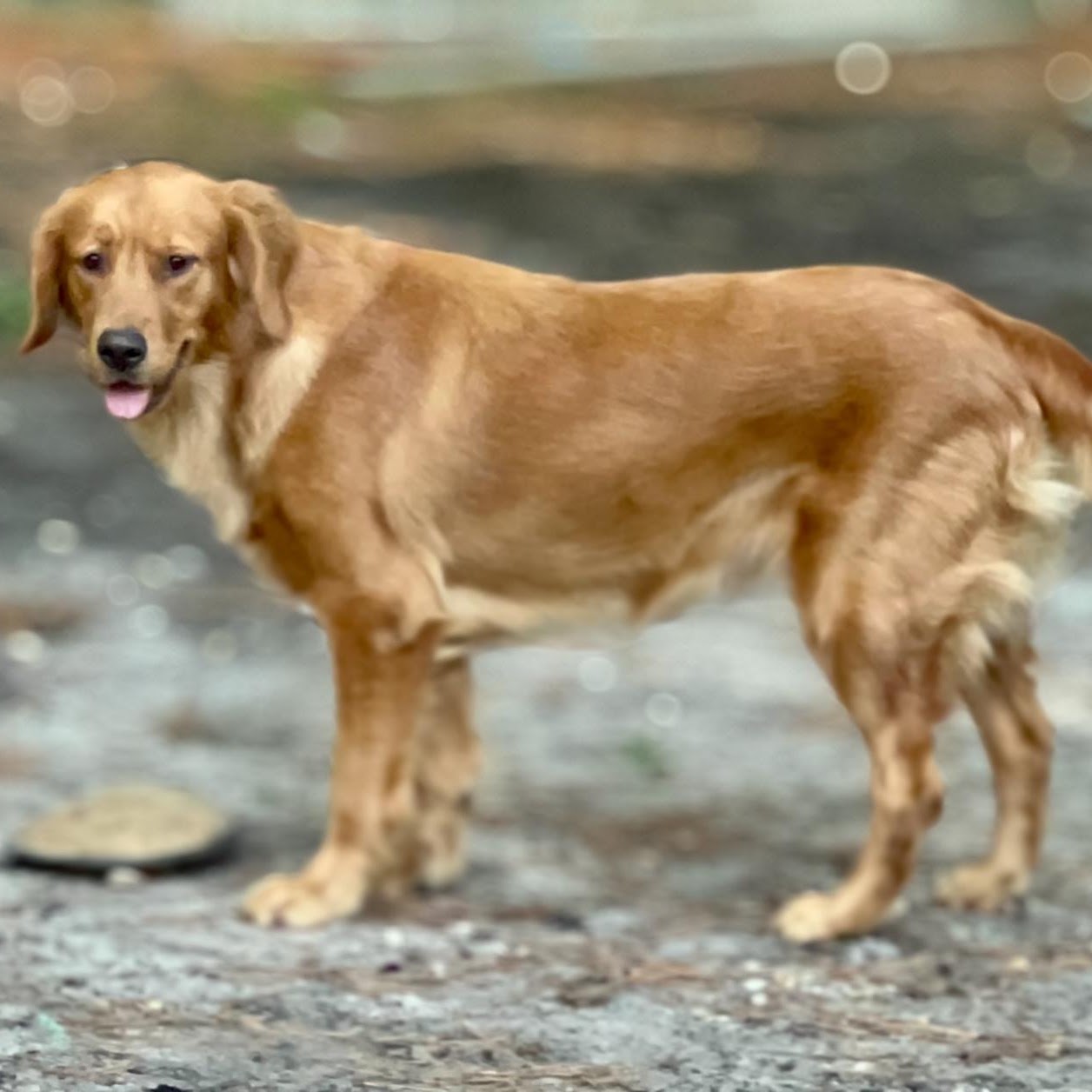 Full-length portrait of Gypsy