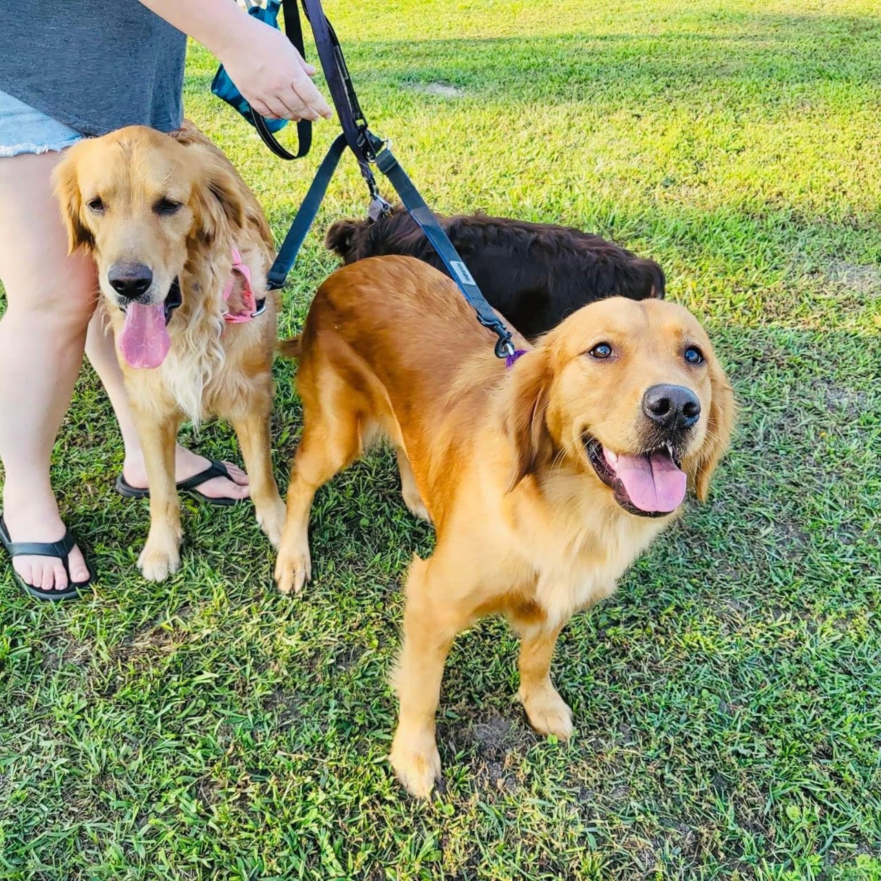 Gypsy with golden retriever friends