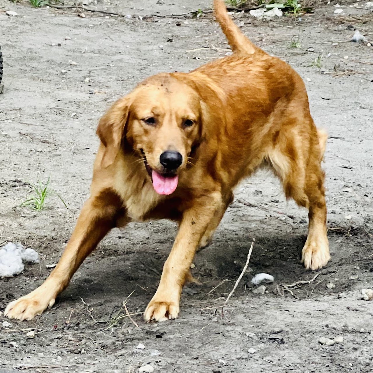 Gypsy playing outdoors