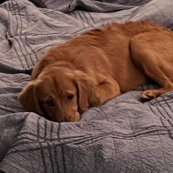 Young Gypsy resting on a bed