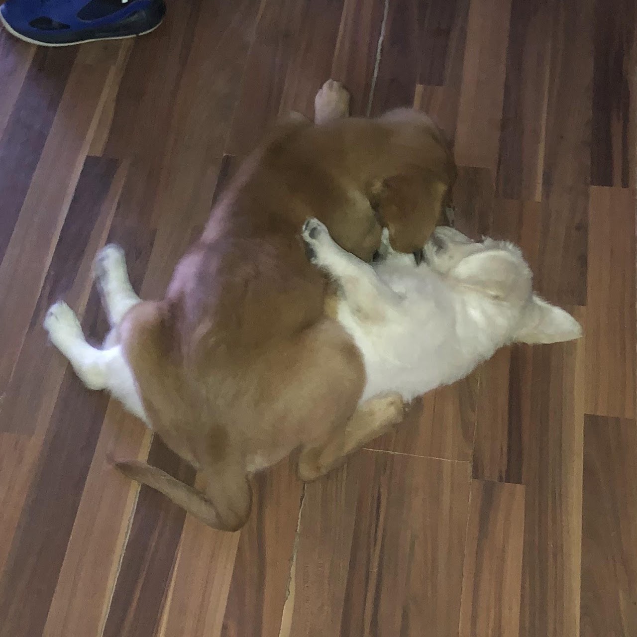 Gypsy playing with another puppy
