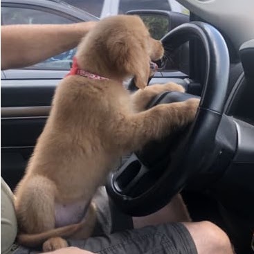 Gypsy as a puppy at the steering wheel