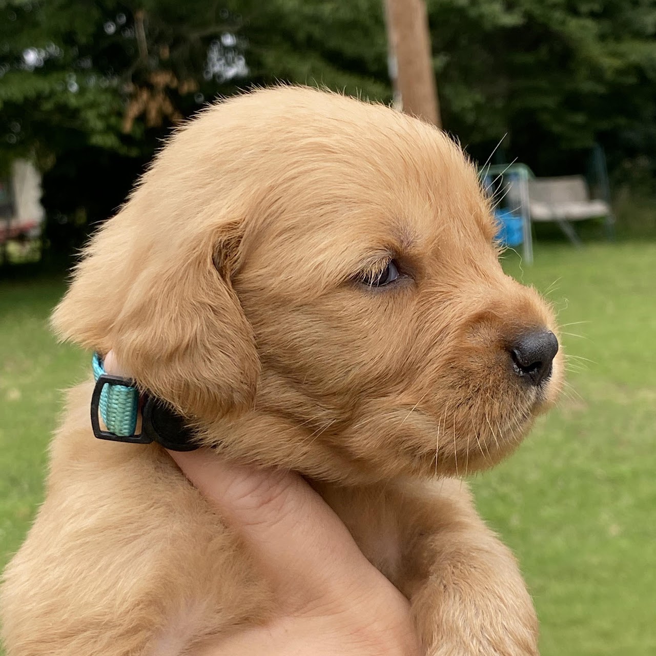 Gypsy as a young puppy outdoors