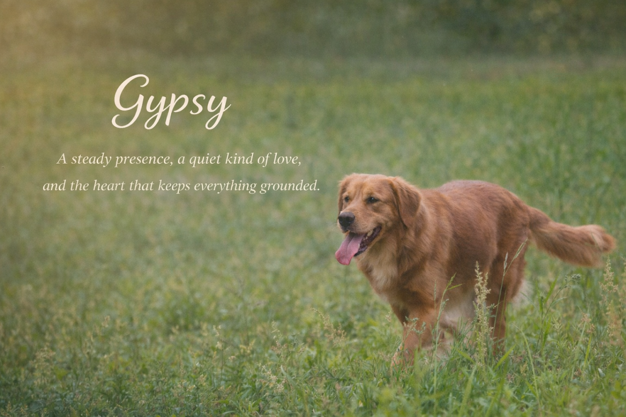 Gypsy — A steady presence, a quiet kind of love, and the heart that keeps everything grounded