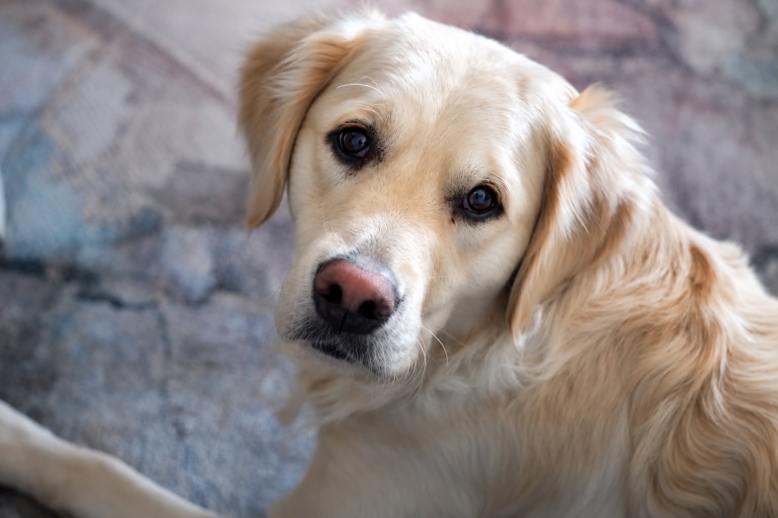 Life with Golden Retrievers