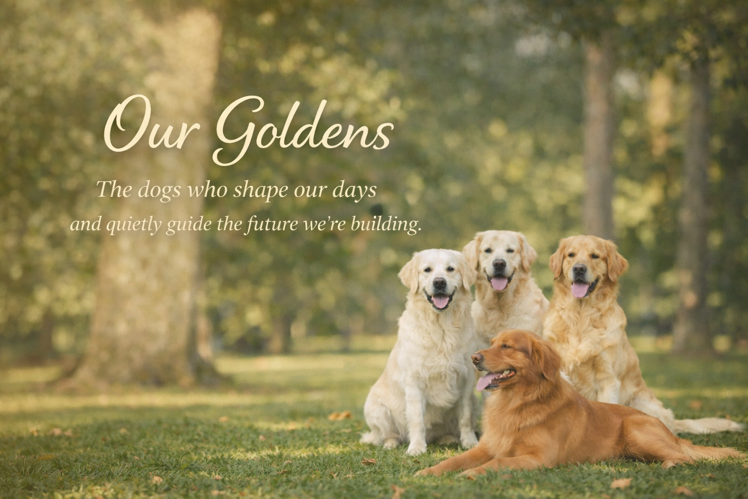 Our Goldens — The dogs who shape our days and quietly guide the future we're building