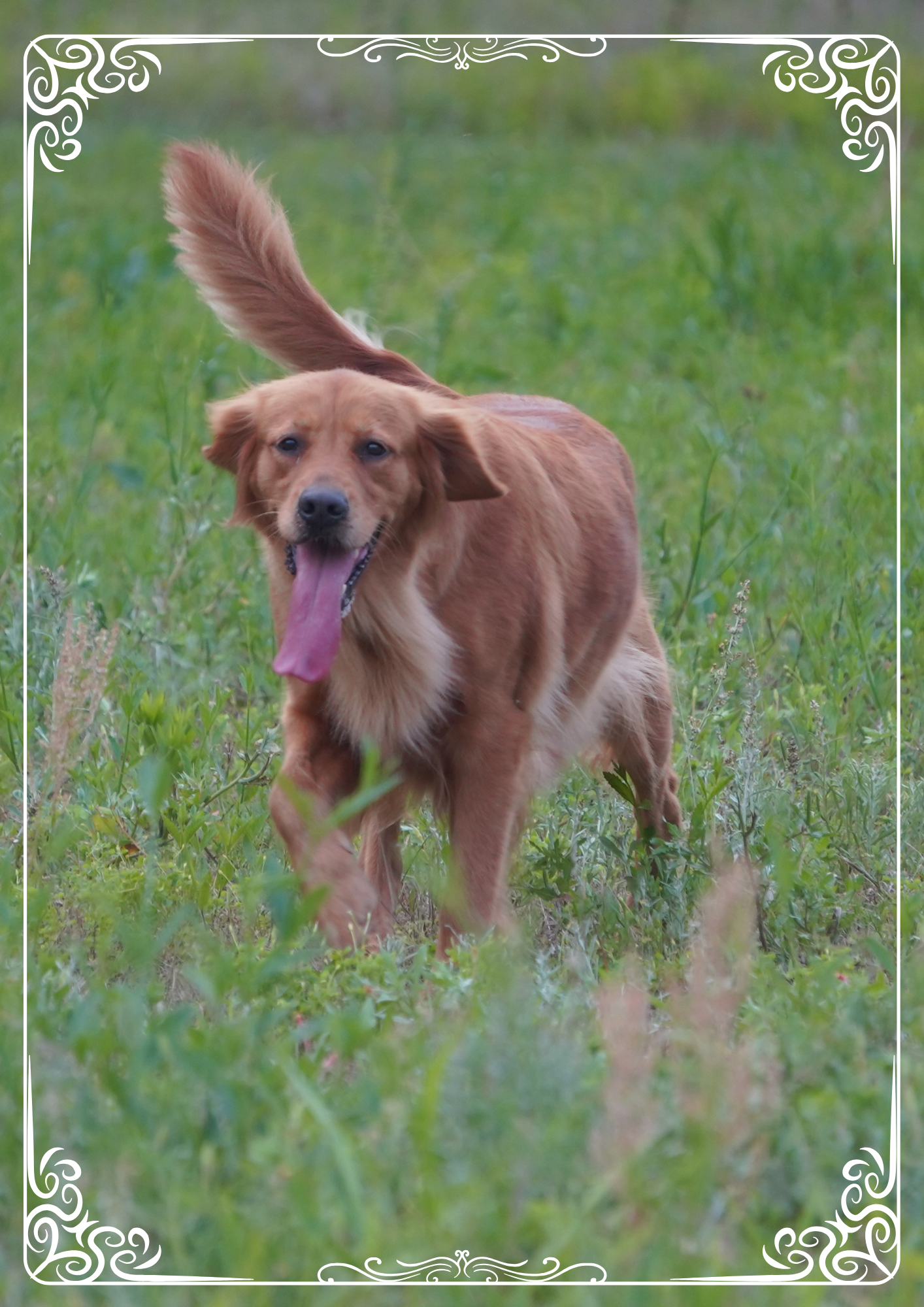 Gypsy running through a green field