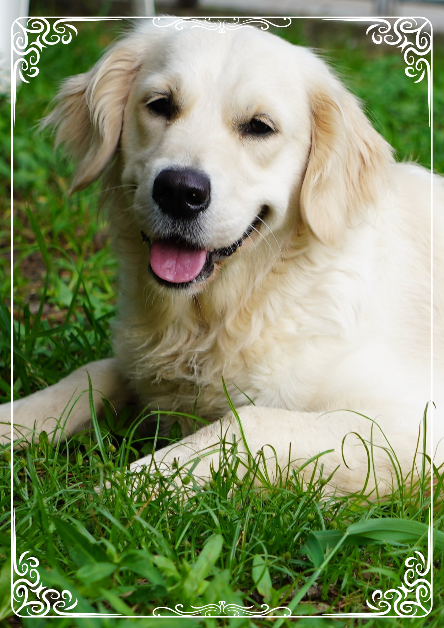 Sky resting in the grass