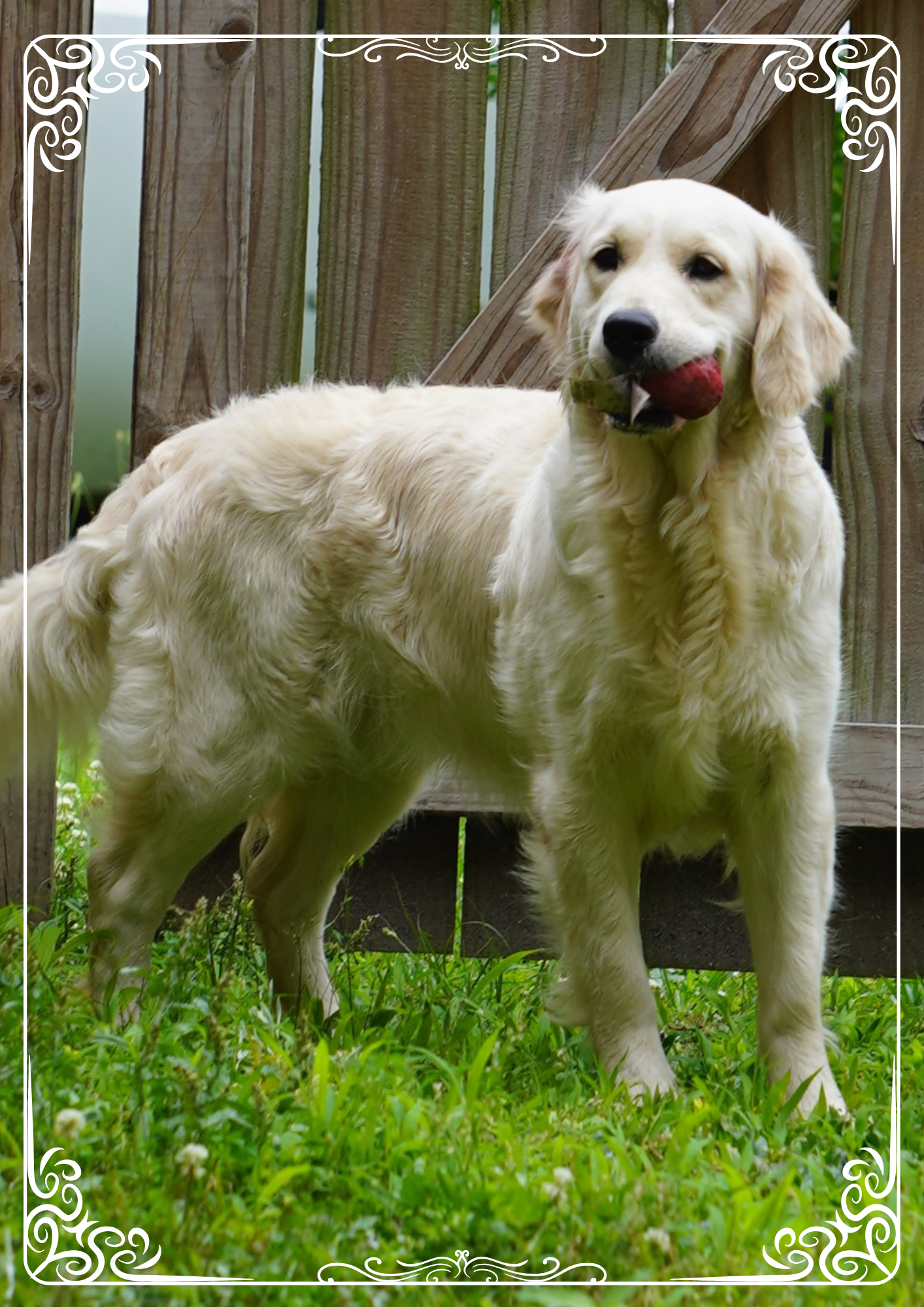 Star standing in the grass with her favorite toy