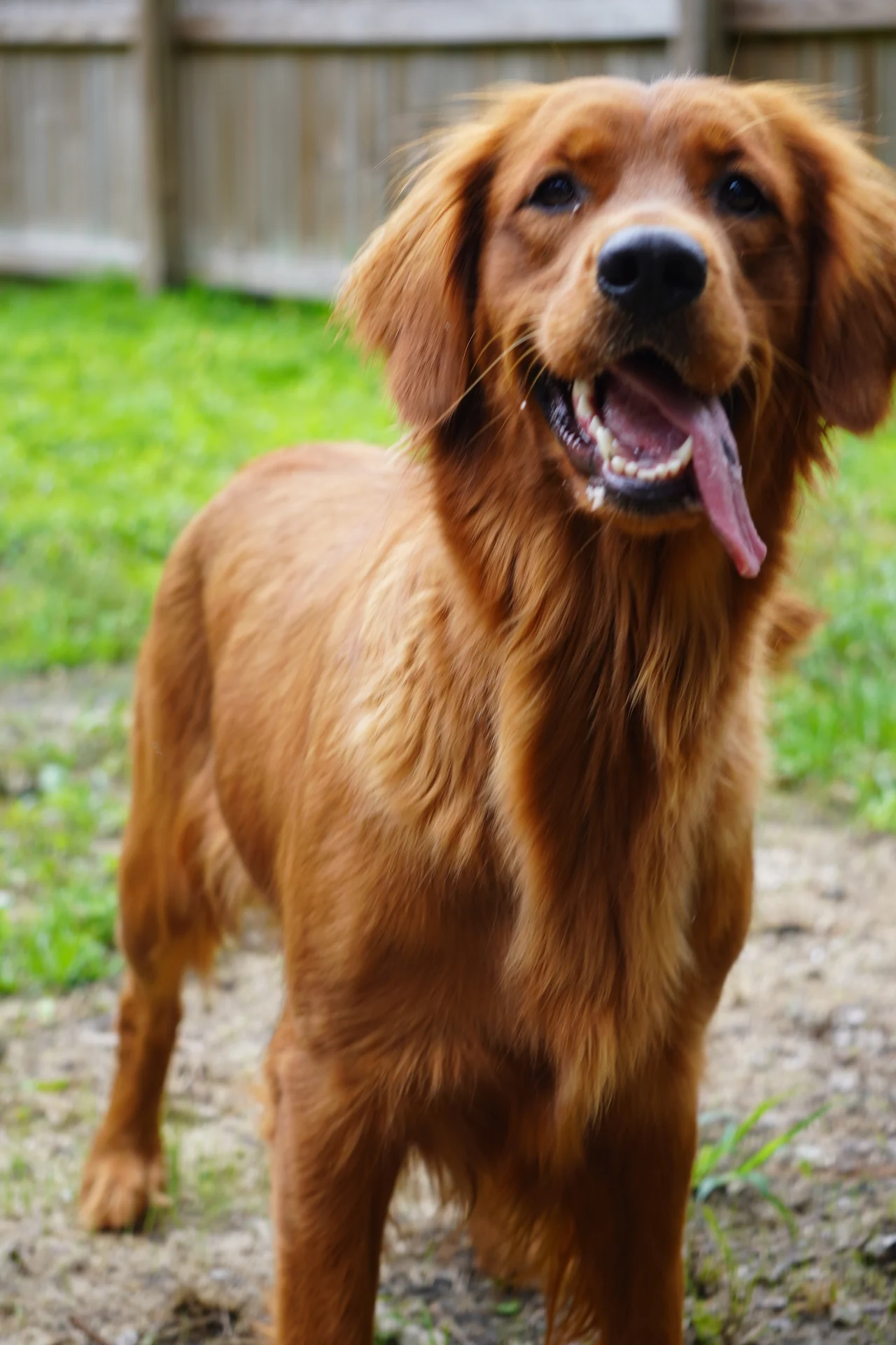 Echo smiling in the yard