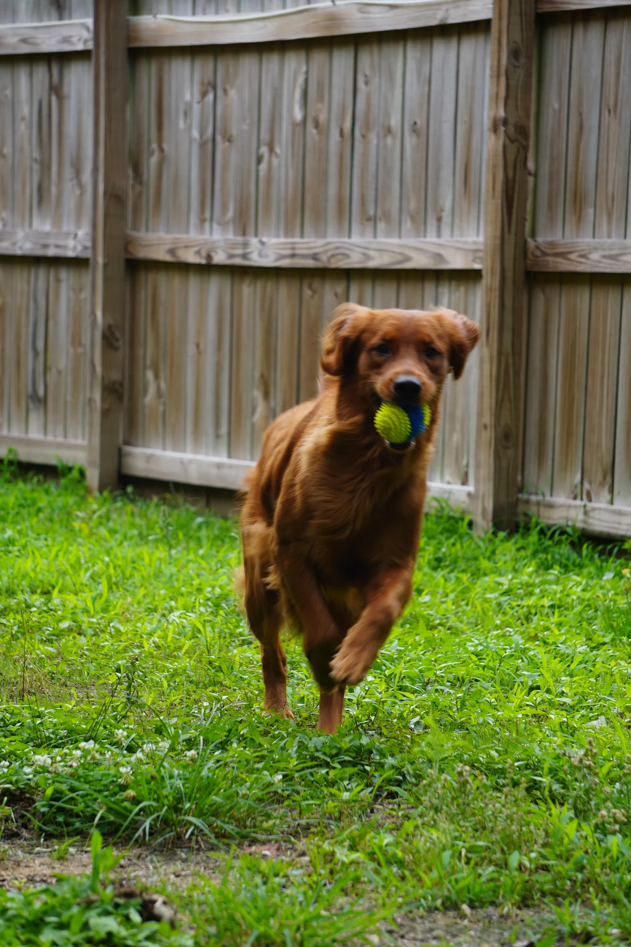 Echo running with a toy