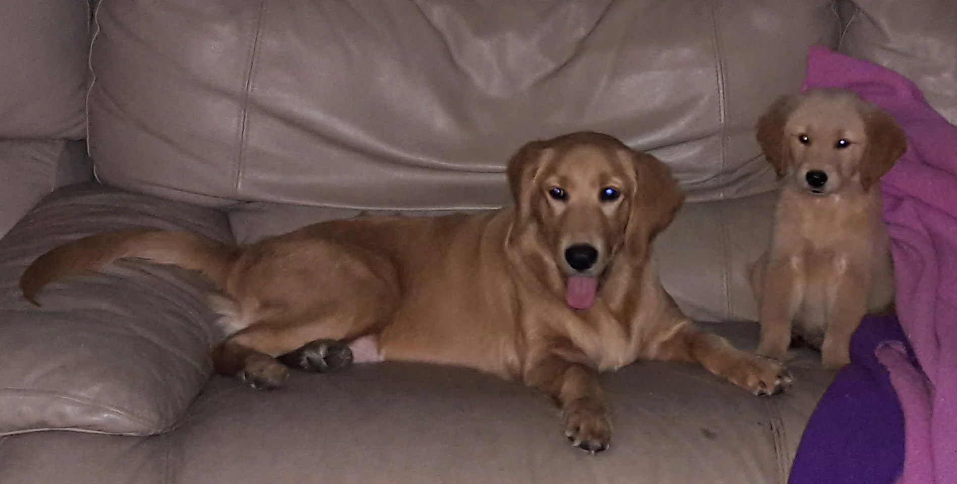 Ella relaxing with a Golden Retriever puppy