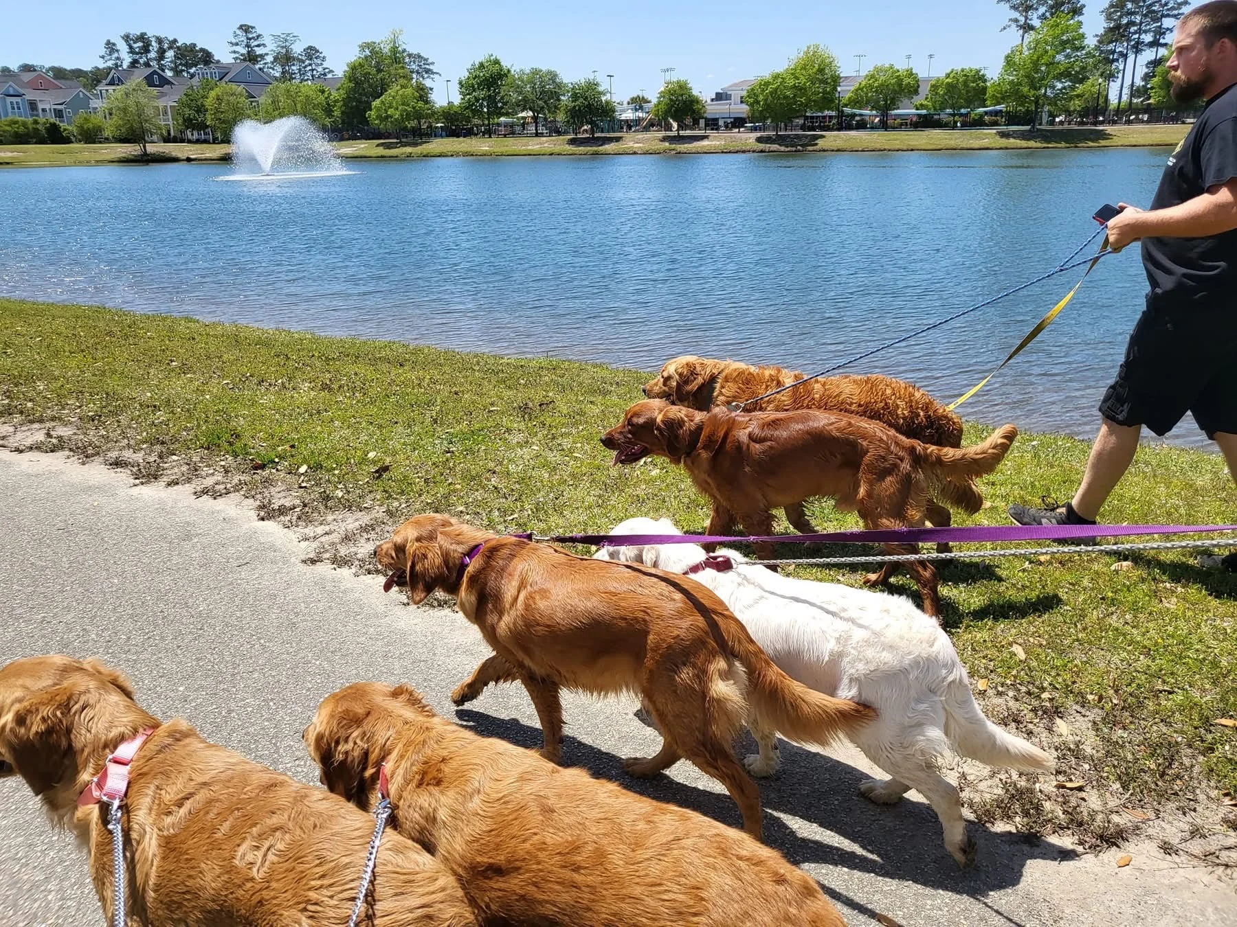 Ladybug Goldens enjoying a walk beside the lake