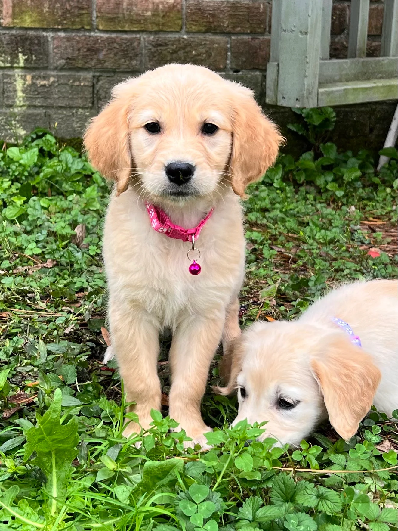 Two Golden Retriever puppies exploring the yard