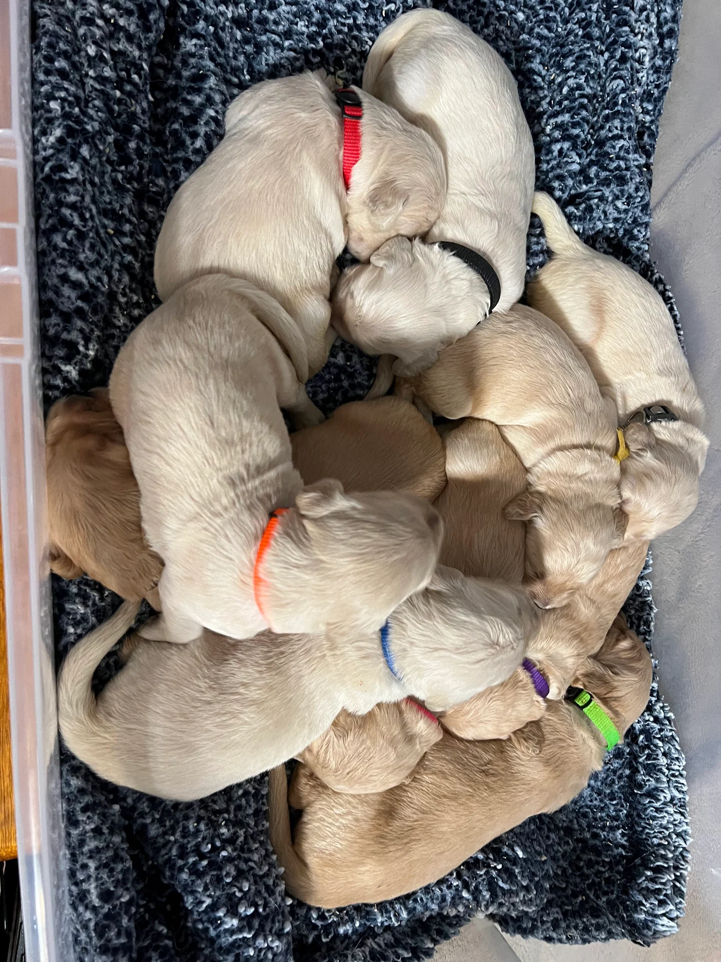 Ellie and Ethan's litter cuddled together