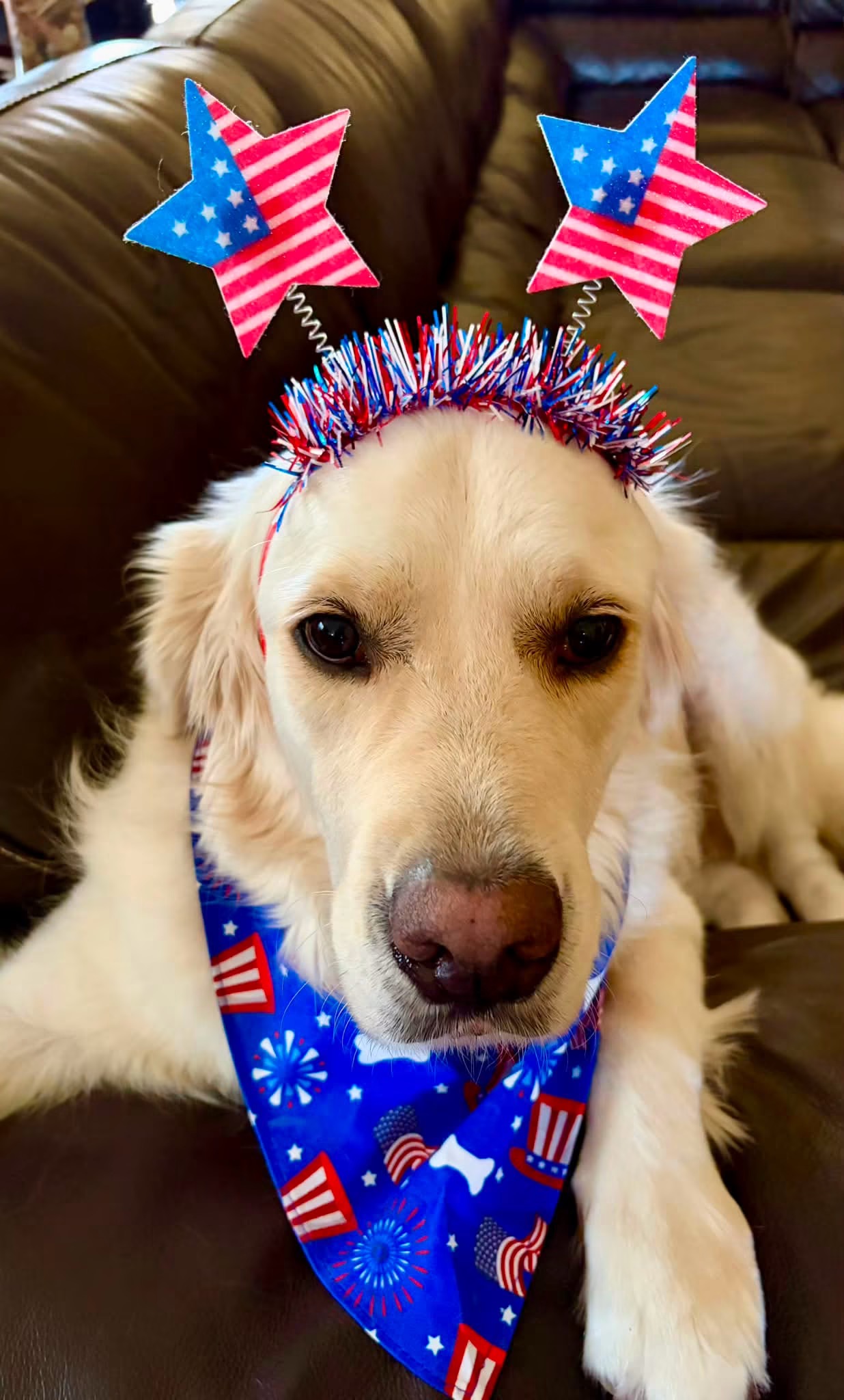 A Ladybug Goldens dog dressed for the Fourth of July
