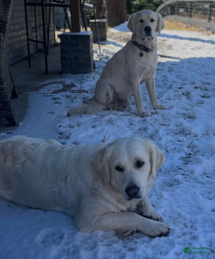 Two Ladybug Goldens dogs enjoying a snowy day
