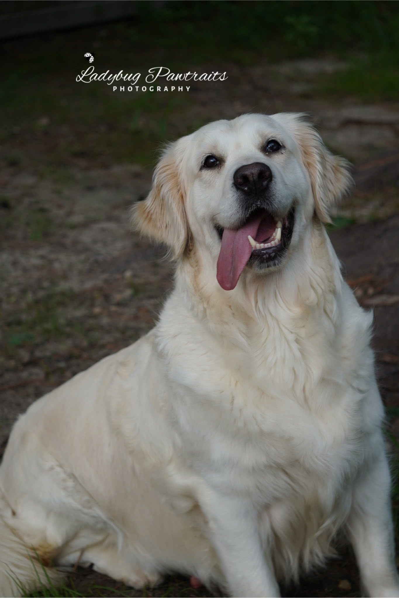 From LMU Goldens to Ladybug Goldens image 3