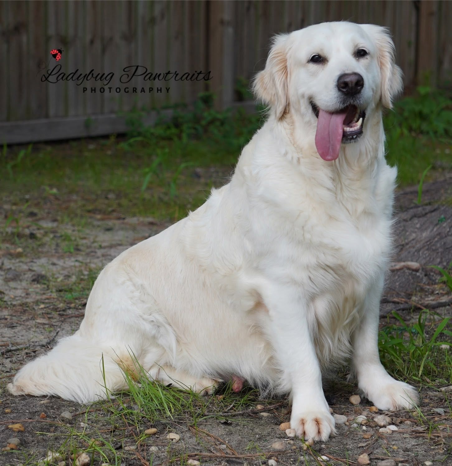 From LMU Goldens to Ladybug Goldens image 4