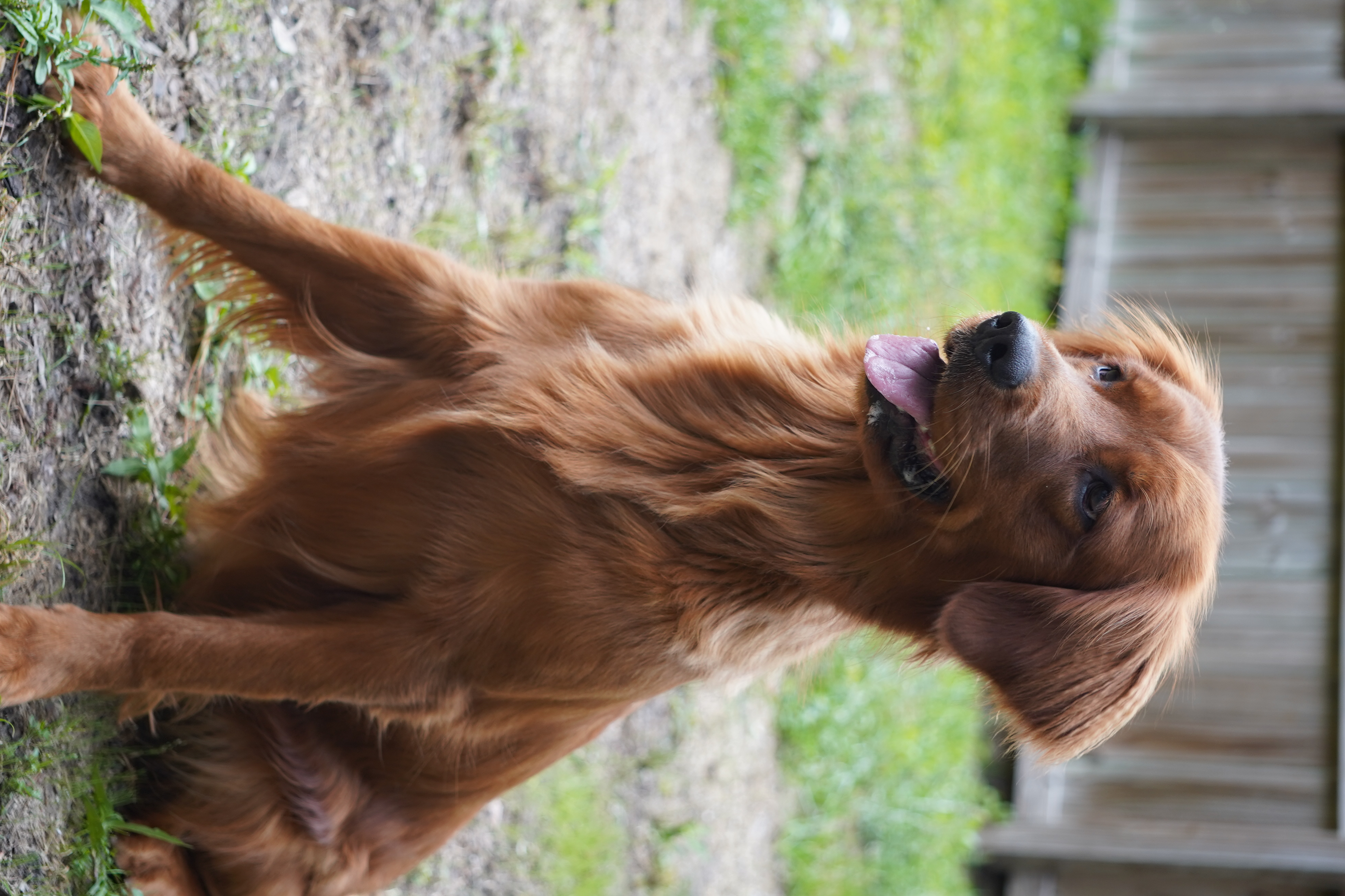 More Than a Breeding Program image 2