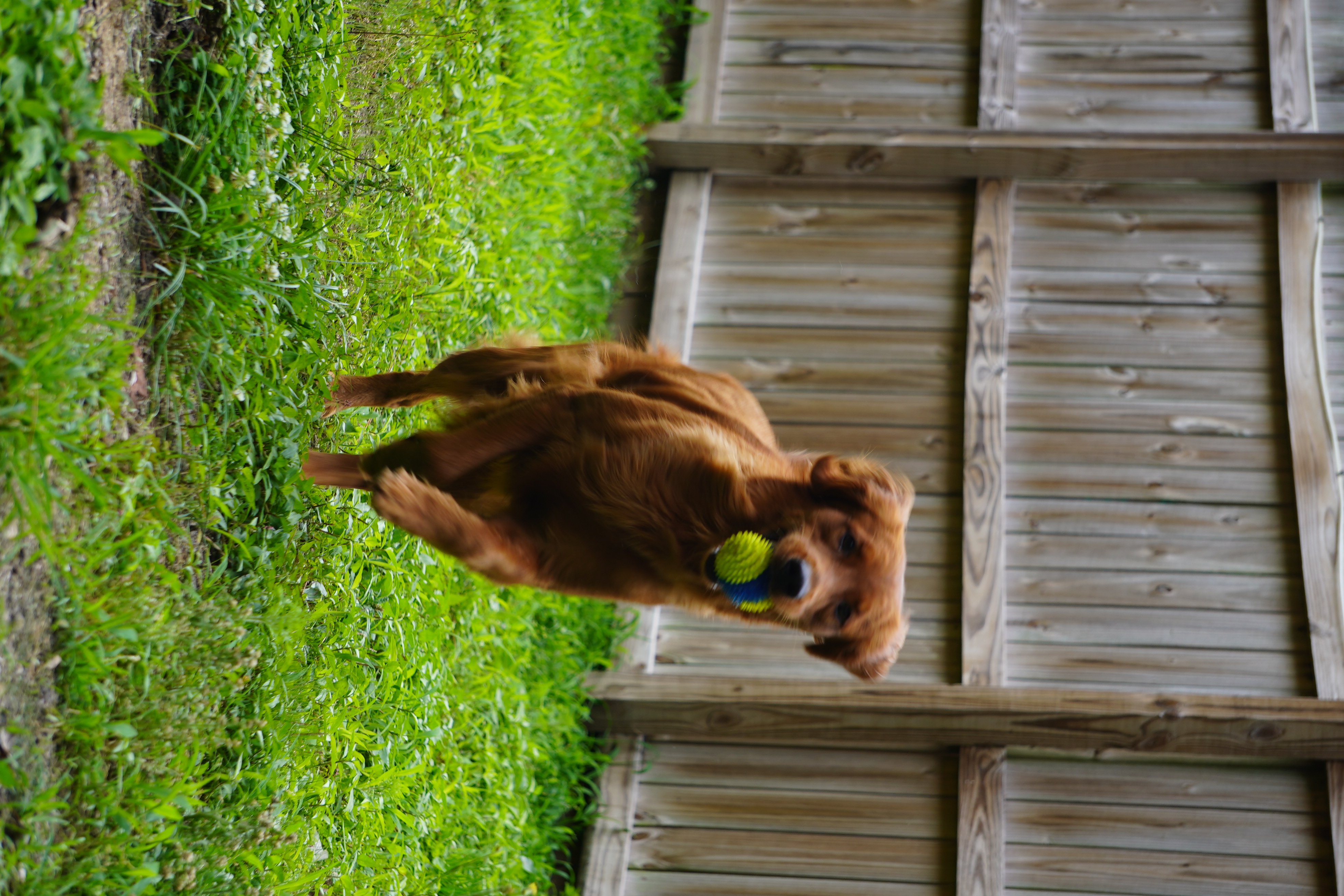 More Than a Breeding Program image 3