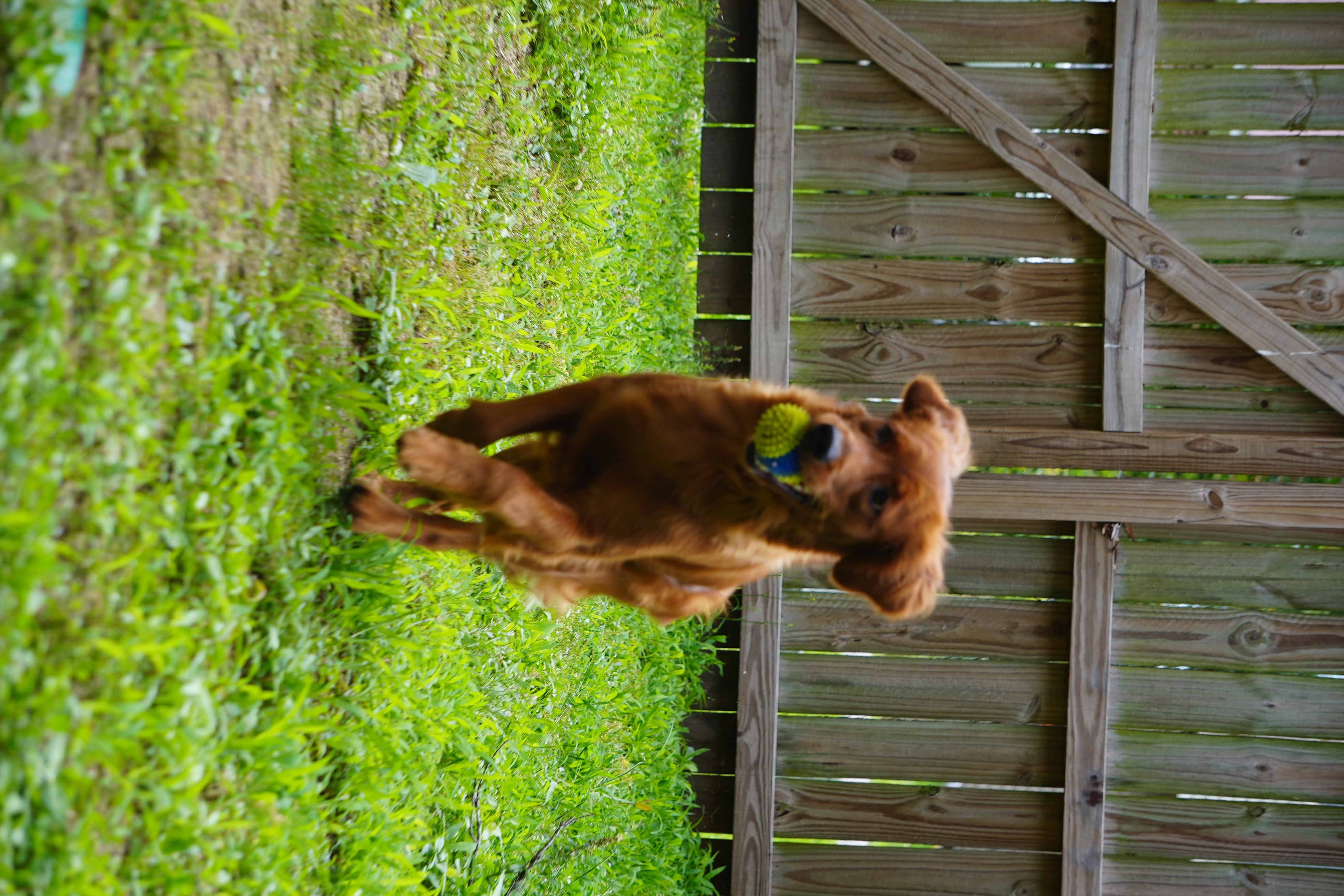 More Than a Breeding Program image 4