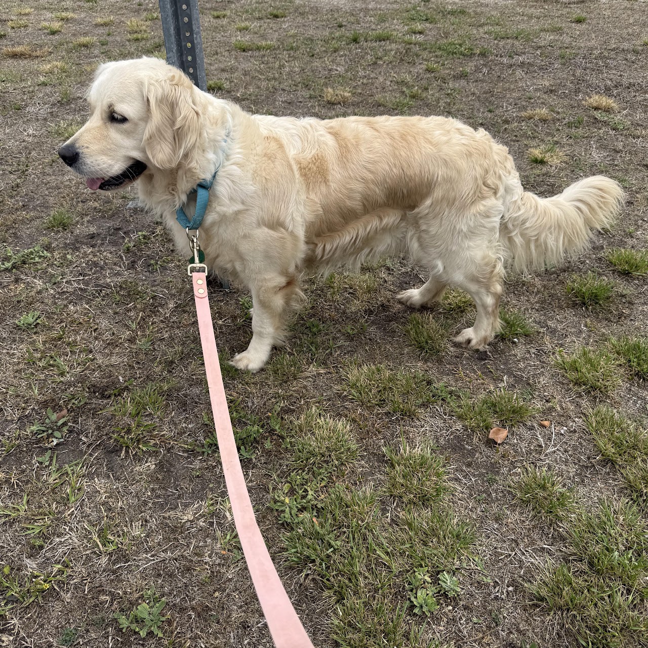 Full-length profile of Sky on a walk