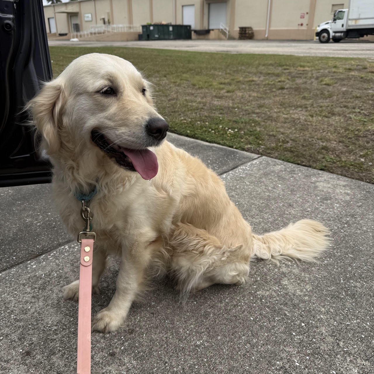 Sky sitting beside a car