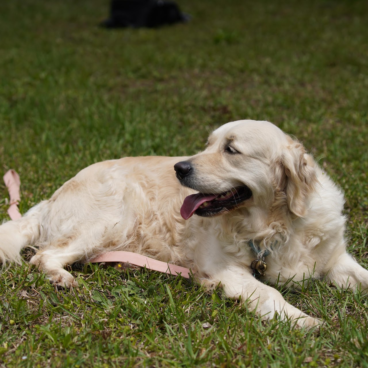 Sky lying in the grass