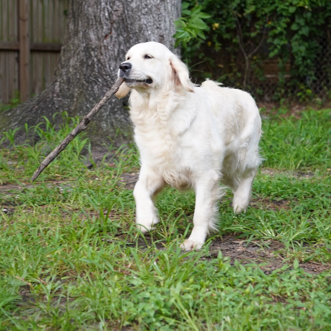 Sky carrying a stick through the yard