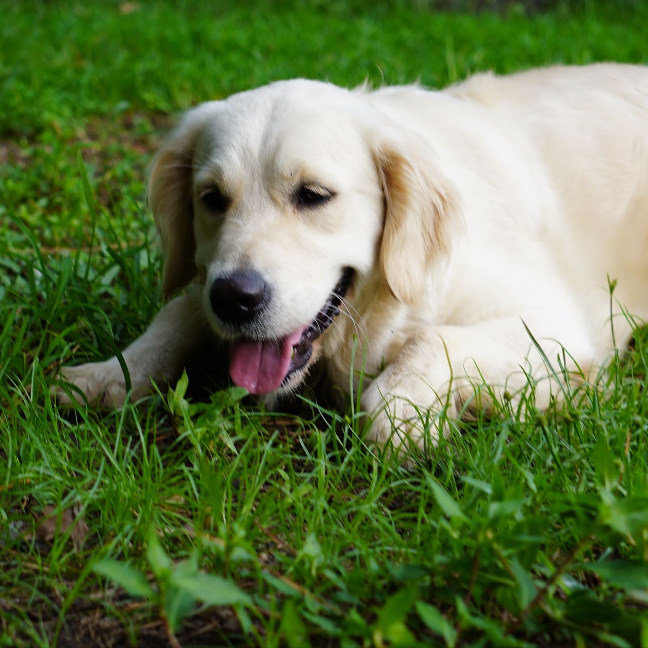 Sky relaxing in the grass
