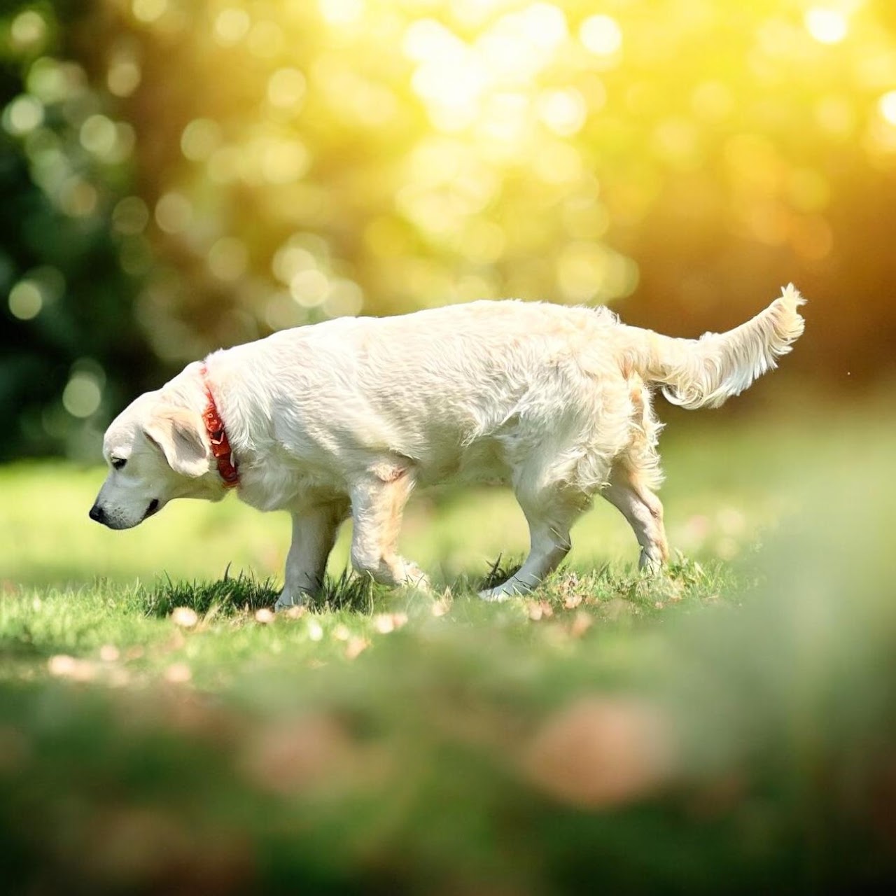 Sky exploring a sunlit field