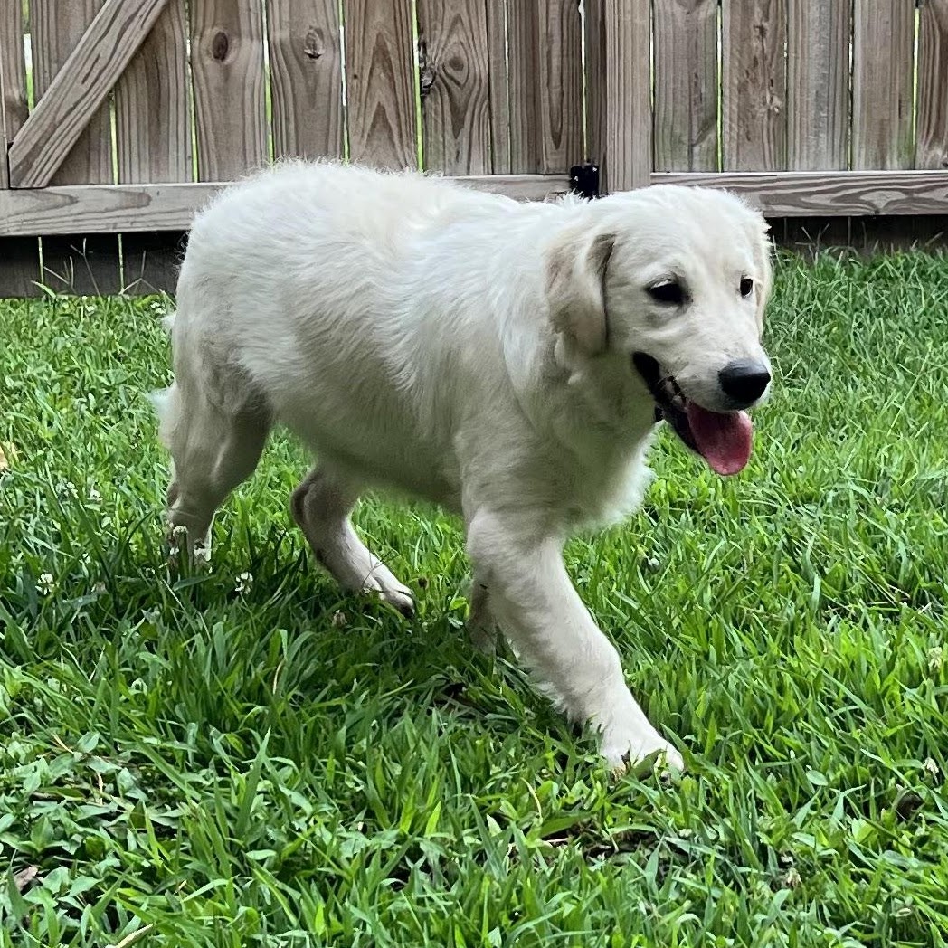 Sky walking through the yard